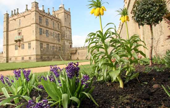 A close-up of a variety of purple and yellow flowers in the gardens at Bolsover Castle, with view of the stone tower in the background.