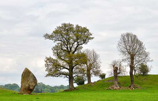 A view of Mayburgh Henge next to some trees.