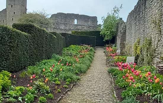 Flower beds in the gardens at Mount Grace Priory, with view of the stone walls and tower in the background.
